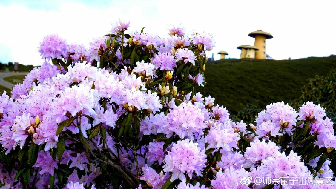 抖音收藏自助下单平台网站